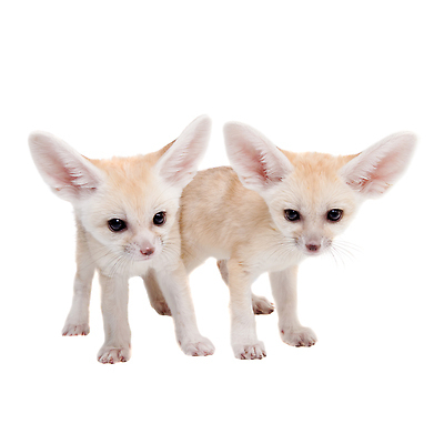 포토 JPG 해외이미지 두마리 사람없음 흰배경 사막여우 해외202310 해외포토 백그라운드 2 흰색 여우 파일형식