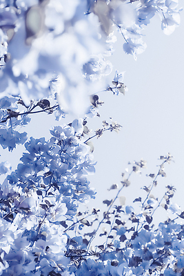 포토 JPG 해외이미지 꽃 백그라운드 나뭇잎 사람없음 파란색 나뭇가지 해외202310 해외포토 나무 식물 컬러 잎 파일형식