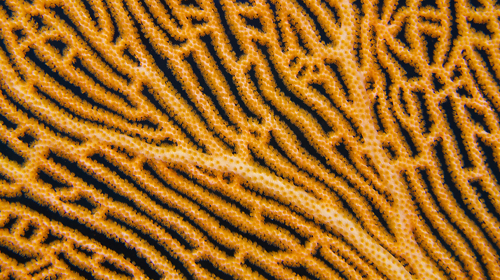 포토 JPG 해외이미지 동물 야생동물 바다 여행 자연 무척추동물 사람없음 환경 수중 다양 관찰 산호 산호초 보호 묘사 생태계 다이빙 생물학 암초 촉수 서식지 인도양 몰디브 깊이 동물상 생태학 식민지 해외202310 해외포토 교육 아시아 다수 컨셉 모션 조형물 수영 수중식물 자포동물 수중스포츠 파일형식