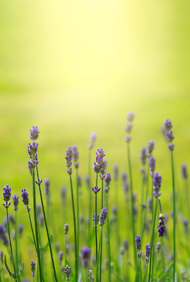 포토 JPG 해외이미지 식물 디자인 꽃 벽 꽃다발 백그라운드 컨셉 탁자 주택 사람없음 내부 장식 여름 유행 우주 꽃병 보라색 방 벚꽃 약초 냄비 다발 허브 제비꽃 책상 원예 향기 아로마 아로마테라피 라벤더 거짓 인공 미니멀리스트 해외202310 해외포토 계절 컬러 가구 취미 건물 풀_식물 솥 냄새 테라피 파일형식