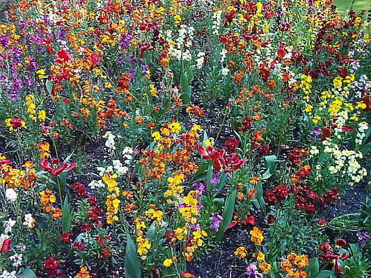 포토 JPG 해외이미지 식물 꽃 사람없음 컬러풀 정원 활발 색동 항공촬영 넘어짐 해외202310 해외포토 뷰포인트 컬러 컨셉 모션 파일형식