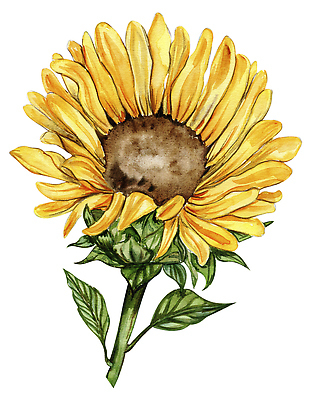 포토 JPG 해외이미지 클립아트 식물 꽃잎 포스터 컬러 꽃다발 결혼 잎 포장 해바라기 기념 프레임 씨앗 사람없음 그래픽 컬러풀 머리 페인트 수확 시골 표현 인사 얼룩 그리기 황금 떨어짐 인쇄 스케치 그림 데이지 초대 손그림 최초 구성 그리너리 반복 현실 국경 해외202310 해외포토 꽃 컨셉 농업 모션 미술 이벤트 신체부위 예절 파일형식 트랜드컬러