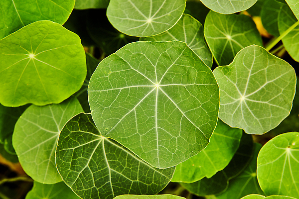 포토 JPG 해외이미지 나무 식물 계절 꽃 컬러 잎 패턴 사람없음 여름 빛 환경 정원 봄 성장 신선 체험 닫기 허브 묘사 유기농 질감 내추럴 해외202310 해외포토 웰빙 컨셉 무늬 모션 파일형식