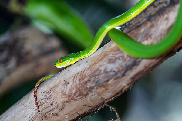 포토 JPG 해외이미지 동물 아시아 야생동물 파충류 자연 종류 풍경 사람없음 야외 환경 뱀 닫기 위험 생태계 육식동물 서식지 내추럴 동물상 해외202310 해외포토 나라 컨셉 모션 조형물 파일형식