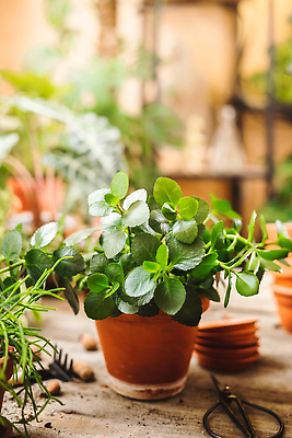 포토 JPG 해외이미지 식물 라이프스타일 꽃 화분 자연 탁자 주택 실내 취미 사람없음 내부 목재 장식 초록색 상점 정원 봄 수확 성장 시골 도자기 냄비 컨테이너 지중해 시골집 점토 분재 DIY 다육식물 돌봄 심기 온실 스타일 해외202310 해외포토 나무 계절 산업 바다 컬러 가구 농업 재료 모션 건물 생활 솥 생태계 파일형식