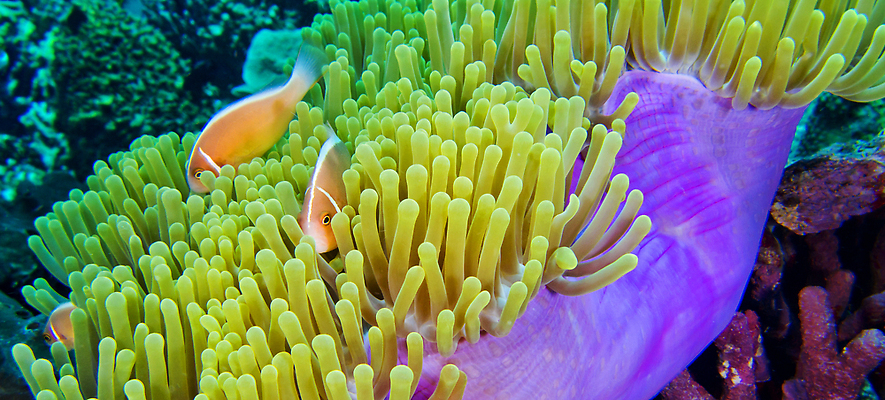 포토 JPG 해외이미지 동물 남자 야생동물 바다 여행 자연 휴식 무척추동물 어류 사람없음 컬러풀 뷰티 환경 바닷속 수중 다양 산호 산호초 잠수함 생태계 다이빙 생물학 암초 몰디브 깊이 동물상 생태학 아네모네 해외202310 해외포토 교육 꽃 아시아 컬러 다수 컨셉 사람 조형물 수영 수중동물 수중식물 자포동물 수중스포츠 파일형식
