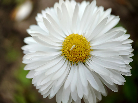 포토 JPG 해외이미지 식물 계절 꽃잎 꽃 컬러 백그라운드 잎 꽃무늬 자연 사람없음 야외 여름 빛 노란색 정원 봄 성장 흰색 신선 개화 약초 원예 데이지 내추럴 마르가리타 캐모마일 그리너리 해외202310 해외포토 무늬 취미 칵테일 풀_식물 허브 생태계 파일형식 트랜드컬러