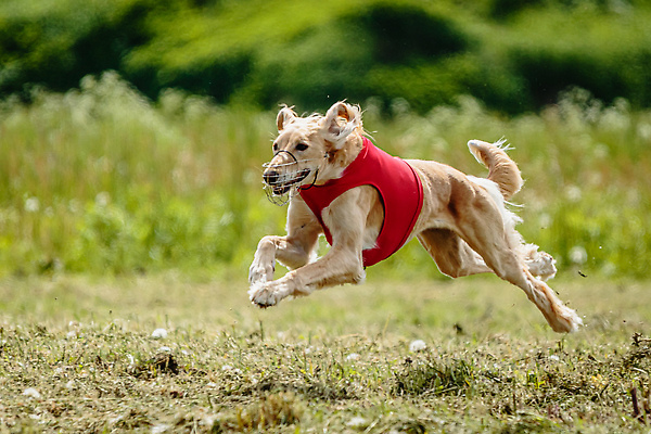 포토 JPG 해외이미지 동물 공원 행복 스포츠 셔츠 밭 포유류 모션 자연 놀이 건강 사람없음 야외 초록색 달리기 햇빛 뷰티 우주 정원 맑음 점프 검은색 경쟁 에너지 레이싱 잡기 개 유혹 강의 테리어 속도 호기심 사냥 사냥개 섬광 순간 순혈 해외202310 해외포토 레이스천 공공시설 감정 컬러 컨셉 상의 농업 날씨 시합 태양 직물 생태계 파일형식