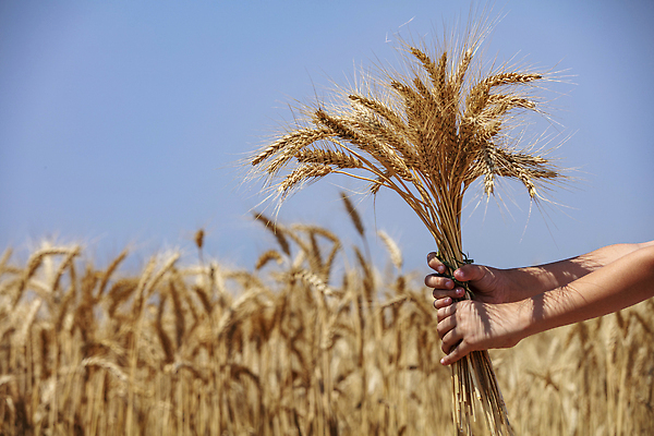포토 JPG 해외이미지 나무 식물 구름 계절 도로 줄기 백그라운드 밭 농업 자연 하늘 파노라마 옥수수 씨앗 풍경 사람없음 야외 여름 파란색 빛 농작물 햇빛 태양 뷰티 농장 농경지 노란색 일출 환경 일몰 수확 성장 가을 시골 황금 낟알 땅 시리얼 밀 장면 밭일 호밀 수평선 해외202310 해외포토 자연요소 산업 길 음식 컬러 교통시설 곡류 촬영기법 노을 생태계 파일형식