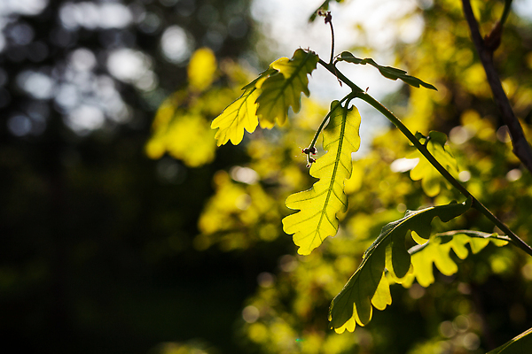 포토 JPG 해외이미지 나무 식물 계절 공원 백그라운드 잎 자연 하늘 새로움 사람없음 야외 목재 초록색 여름 빛 햇빛 태양 뷰티 환경 정원 맑음 봄 성장 나뭇가지 신선 숲 묘사 유기농 질감 내추럴 생태학 카피스페이스 해외202310 해외포토 자연요소 웰빙 공공시설 교육 컬러 컨셉 재료 날씨 공백 생태계 파일형식