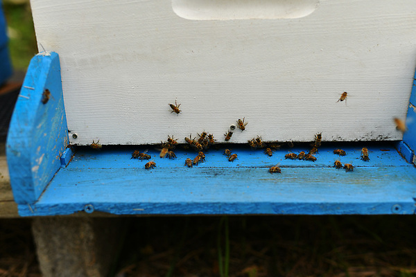 포토 JPG 해외이미지 동물 야생동물 곤충 농업 가족 자연 주택 건강 사람없음 야외 목재 초록색 여름 파란색 상자 농장 노란색 환경 시골 닫기 수분 벌 유기농 꽃가루 꿀 벌집 내추럴 밀랍 밭일 생태학 양봉 양봉장 왁스 해외202310 해외포토 나무 웰빙 계절 교육 산업 컬러 재료 관계 모션 건물 가루 생태계 파일형식