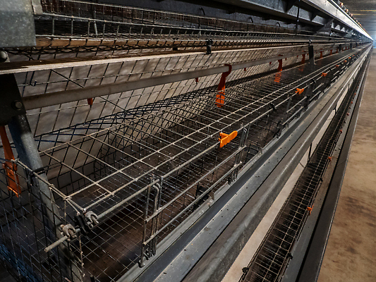 포토 JPG 해외이미지 산업 농업 비즈니스 공장 주택 실내 병아리 사람없음 농장 쌓기 계란 치킨 가축 그룹 둥지 제조 먹이 감옥 새장 밭일 암탉 비어있는 해외202310 해외포토 동물 공업 모션 조류 내부 건물 알 닭 암컷 닭고기요리 케이지 파일형식