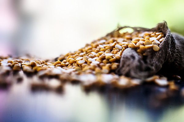 포토 JPG 해외이미지 식물 백그라운드 패턴 채소 가방 재료 표면 콩 건강 종류 씨앗 사람없음 노란색 검은색 수확 신선 그룹 사발 닫기 낟알 인도인 굽기 질감 완두콩 날것 광택 흙더미 다리찢기 고립 병아리콩 생식 많음 비건 해외202310 해외포토 외국인 잡화 컬러 컨셉 무늬 농업 모션 곡류 동양인 흙 사기그릇 구이 채식주의자 파일형식 더미