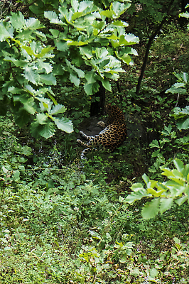 포토 JPG 해외이미지 동물 야생동물 포유류 자연 털 동물원 사람없음 고양이 점 위험 큼 사파리 육식동물 사냥꾼 표범 재규어 해외202310 해외포토 직업 컨셉 반려동물 크기 생태계 파일형식