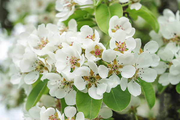포토 JPG 해외이미지 나무 식물 배너 계절 꽃잎 꽃 백그라운드 잎 꽃무늬 과일 자연 하늘 사람없음 야외 초록색 파란색 빛 뷰티 정원 맑음 봄 성장 벚꽃 흰색 나뭇가지 신선 개화 체리 사과 원예 내추럴 꽃수술 해외202310 해외포토 컬러 무늬 날씨 취미 생태계 파일형식