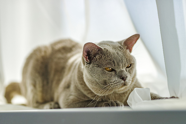 포토 JPG 해외이미지 엎드리기 사람없음 귀여움 고양이 회색 커튼 해외202310 해외포토 컬러 컨셉 포유류 모션 반려동물 파일형식