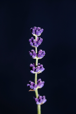 포토 JPG 해외이미지 식물 꽃 유럽 컬러 백그라운드 꽃무늬 밭 농업 재료 자연 건강 요리 풍경 사람없음 여름 파란색 컬러풀 뷰티 약 농장 정원 보라색 봄 벚꽃 시골 신선 개화 다발 허브 제비꽃 유기농 향기 아로마 지역 향 아로마테라피 라벤더 내추럴 강렬 프로방스 세련 해외202310 해외포토 웰빙 계절 나라 산업 무늬 의학 생태계 냄새 테라피 파일형식
