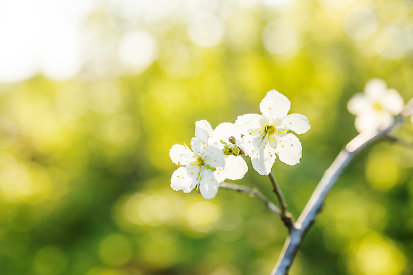 포토 JPG 해외이미지 식물 계절 공원 꽃잎 꽃 잎 꽃무늬 과일 봄꽃 자연 하늘 날씨 풍경 사람없음 햇빛 뷰티 환경 정원 일본 맑음 봄 성장 벚꽃 흰색 나뭇가지 신선 개화 체리 사과 과수원 4월 5월 원예 내추럴 지구의날 해외202310 해외포토 나무 공공시설 기념일 아시아 컬러 무늬 농업 취미 태양 날짜 생태계 파일형식