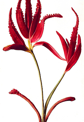 포토 JPG 해외이미지 식물 꽃잎 꽃 줄기 컬러 백그라운드 잎 꽃무늬 일러스트 자연 종류 사람없음 야외 장식 빨간색 초록색 여름 컬러풀 뷰티 정원 봄 성장 흰색 신선 개화 큼 원예 내추럴 대칭 세련 현실 해외202310 해외일러스트 계절 무늬 취미 크기 생태계 파일형식