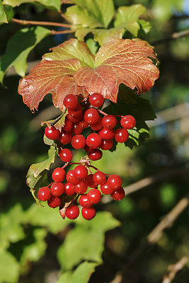 포토 JPG 해외이미지 계절 공원 열매 컬러 백그라운드 잎 오렌지 표면 추상 건조 사람없음 야외 빨간색 컬러풀 갈색 노란색 황금 옛날 테마 해외202310 해외포토 식물 공공시설 무늬 과일 파일형식