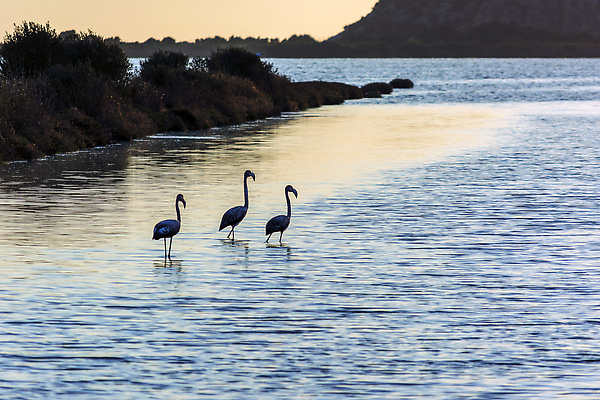 포토 JPG 해외이미지 동물 유럽 호수 야생동물 바다 분홍색 여행 날개 자연 조류 휴식 종류 풍경 사람없음 야외 물 여름 반사 고요 일몰 놀람 낭만 전원 그룹 지중해 플라밍고 그리스 석호 그리스인 내추럴 웅장함 이국적 해외202310 해외포토 자연요소 서양인 계절 감정 나라 컬러 컨셉 표정 노을 전기에너지 생태계 파일형식
