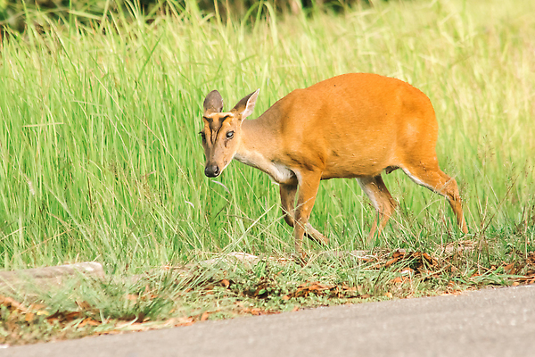 포토 JPG 해외이미지 동물 한마리 응시 공원 남자 야생동물 밭 포유류 자연 사슴 휴식 영국 뿔 국립공원 종류 사람없음 야외 가로 빨간색 초록색 컬러풀 달러 버섯 황무지 숲 위험 인도인 사파리 영양 엘크 전국 혼자 해외202310 해외포토 외국인 1 시선 공공시설 유럽 컬러 컨셉 돈 농업 사람 동양인 생태계 파일형식