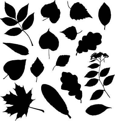 EPS 해외이미지 나무 식물 디자인 실루엣 백그라운드 단풍 잎 꽃무늬 일러스트 자연 포도 장식 여름 세트 검은색 봄 다양 성장 가을 흰색 나뭇가지 차 클로버 토끼풀 숲 9월 수집 허브 심볼 포도밭 라임 자작나무 10월 내추럴 고립 양치류 엘리먼트 진짜 벡터 해외202310 해외일러스트 계절 꽃 음료 컬러 다수 무늬 밭 과일 촬영기법 날짜 생태계 파일형식