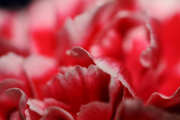 포토 JPG 해외이미지 식물 꽃잎 꽃 줄기 분홍색 컬러 꽃다발 백그라운드 꽃무늬 패턴 자연 휴가 발렌타인데이 선물 사람없음 장식 빨간색 여름 컬러풀 뷰티 정원 보라색 봄 벚꽃 흰색 신선 개화 황무지 달콤 다발 허브 카네이션 묘사 내추럴 강렬 생태학 해외202310 해외포토 계절 교육 무늬 데이이벤트 맛 생태계 파일형식