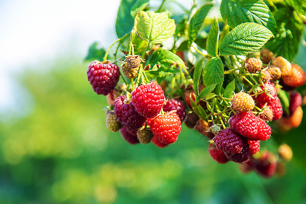 포토 JPG 해외이미지 식물 배너 계절 열매 음식 백그라운드 잎 농업 과일 자연 건강 사람없음 빨간색 초록색 농장 바구니 정원 수확 성장 나뭇가지 신선 그룹 달콤 맛 과수원 다발 오브젝트 유기농 원예 날것 산딸기 내추럴 바이오 밭일 숙성 정물화 채식주의자 카피스페이스 비건 맛있는 해외202310 해외포토 나무 웰빙 산업 컬러 컨셉 취미 공백 그림 생태계 채식 파일형식
