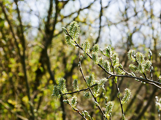 포토 JPG 해외이미지 나무 식물 계절 꽃 컨셉 잎 꽃무늬 자연 벽지 부활절 사람없음 야외 초록색 봄 성장 벚꽃 나뭇가지 개화 소프트포커스 4월 버드나무 관목 질감 보케 부드러움 포도나무 나무껍질 솜털 일요일 생태학 회복 해외202310 해외포토 교육 기념일 컬러 무늬 촬영기법 껍질 감각 날짜 과일나무 생태계 요일 파일형식