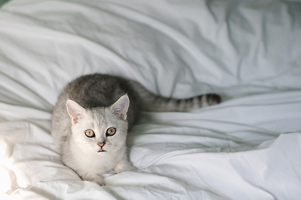 포토 JPG 해외이미지 동물 배너 백그라운드 컨셉 포유류 영국 주택 털 사랑 사람없음 반려동물 뷰티 고양이 웹 회색 흰색 침대 아기 신생아 잠 달콤 은색 작음 담요 모피 간호 엽서 얼룩무늬 솜털 거짓말 고립 스코틀랜드 순혈 해외202310 해외포토 감정 유럽 컬러 가구 무늬 인터넷 사람 건물 맛 크기 편지 파일형식