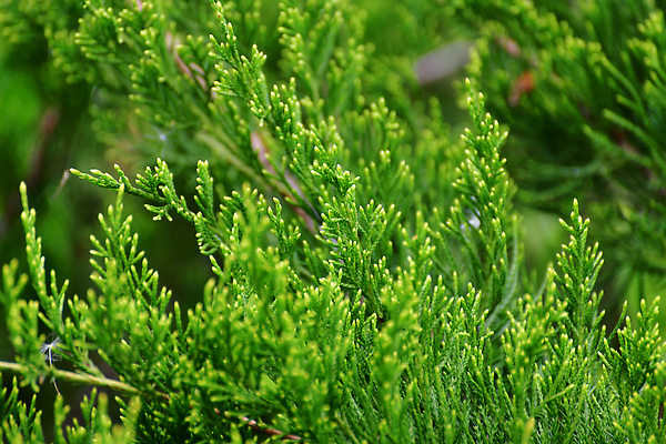 포토 JPG 해외이미지 나무 공원 밭 자연 잔디 사람없음 목재 초록색 여름 뷰티 정원 봄 나뭇가지 바늘 신용카드 닫기 숲 엽서 침엽수 전나무 깊이 향나무 많음 사이프러스 해외202310 해외포토 식물 계절 공공시설 컬러 컨셉 농업 재료 모션 금융 도구 편지 생태계 파일형식