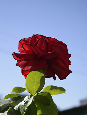 포토 JPG 해외이미지 나무 식물 계절 꽃잎 꽃 분홍색 컬러 백그라운드 잎 꽃무늬 자연 하늘 표면 산 그림자 사람없음 야외 장식 빨간색 초록색 여름 파란색 컬러풀 뷰티 장미 정원 봄 낭만 벚꽃 나뭇가지 신선 개화 가시 차 허브 원예 내추럴 숙성 해외202310 해외포토 음료 컨셉 무늬 취미 생태계 파일형식