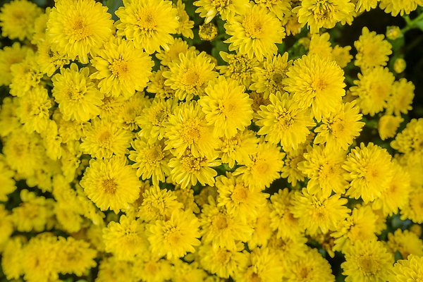 포토 JPG 해외이미지 식물 계절 꽃잎 꽃 꽃다발 백그라운드 패턴 자연 국화 사람없음 야외 장식 가로 빨간색 초록색 여름 컬러풀 뷰티 노란색 보라색 봄 활발 벚꽃 가을 신선 러시아 해외202310 해외포토 유럽 컬러 컨셉 무늬 생태계 파일형식