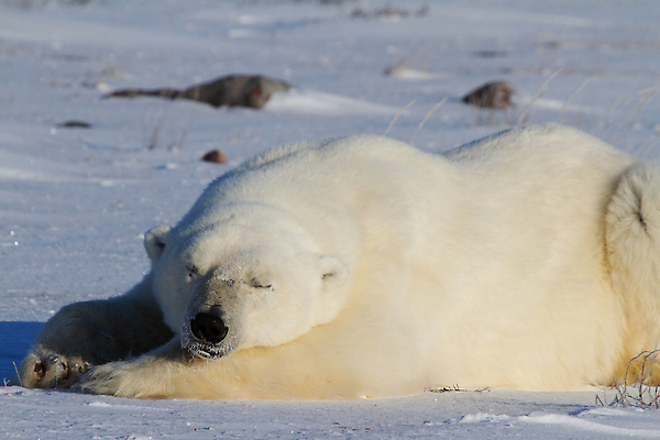 포토 JPG 해외이미지 동물 야생동물 바다 캐나다 곰 포유류 발 자연 종류 사람없음 야외 눕기 맑음 냉동 추위 흰색 잠 인쇄 큼 북극 버드나무 육식동물 북쪽 육식 멸종 솜털 노려봄 거짓말 화창 해외202310 해외포토 나무 컬러 북아메리카 모션 날씨 표정 신체부위 크기 극지방 방향 생태계 파일형식