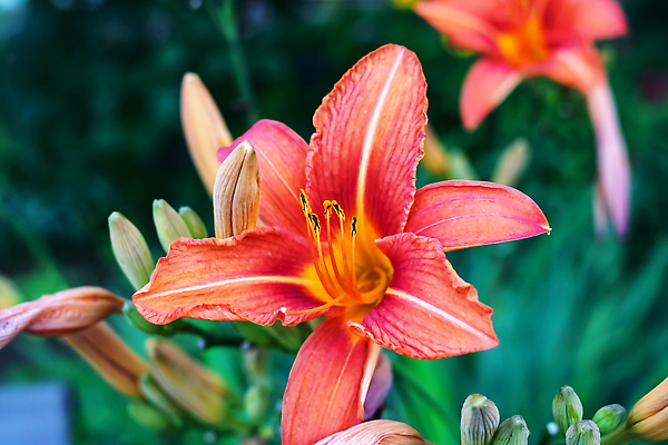 포토 JPG 해외이미지 식물 꽃잎 꽃 줄기 분홍색 컬러 백그라운드 잎 꽃무늬 봄꽃 자연 사람없음 장식 빨간색 초록색 컬러풀 뷰티 정원 봄 벚꽃 꽃술 신선 개화 백합 큼 다발 꽃집 원예 꽃가루 내추럴 혼자 화창 해외202310 해외포토 계절 무늬 날씨 취미 상점 크기 가루 생태계 파일형식