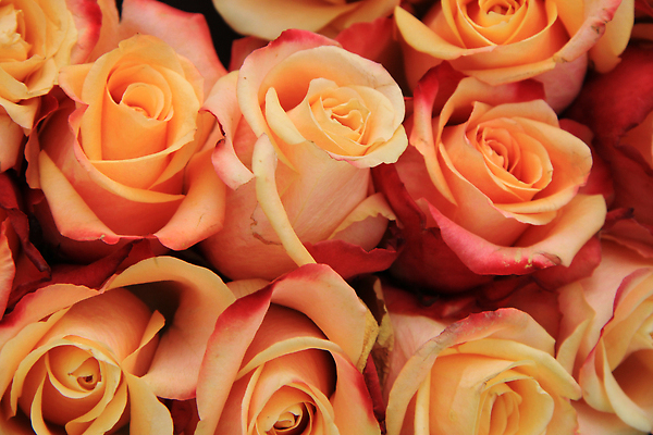 포토 JPG 해외이미지 식물 꽃잎 꽃 분홍색 컬러 꽃다발 결혼 백그라운드 컨셉 오렌지 자연 탁자 결혼식 사랑 사람없음 장식 초록색 컬러풀 장미 노란색 수확 그룹 배열 묘사 해외202310 해외포토 감정 가구 농업 과일 이벤트 생태계 파일형식