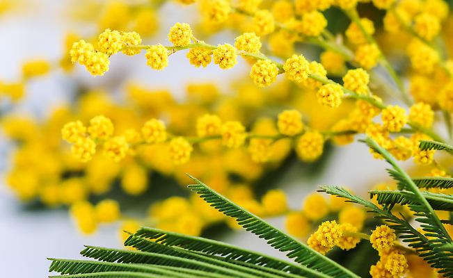 포토 JPG 해외이미지 식물 디자인 계절 꽃 컬러 꽃다발 백그라운드 컨셉 잎 꽃무늬 봄꽃 공 자연 휴가 선물 사랑 사람없음 장식 초록색 노란색 봄 기쁨 벚꽃 흰색 나뭇가지 신선 배열 흰배경 향기 냄새 솜털 아카시아 해외202310 해외포토 나무 감정 무늬 생태계 파일형식