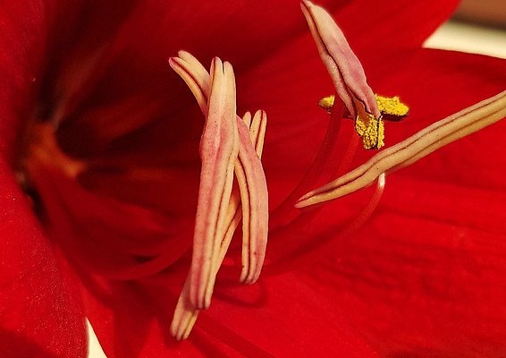 포토 JPG 해외이미지 식물 계절 공원 꽃잎 꽃 상징 분홍색 컬러 꽃다발 백그라운드 잎 꽃무늬 농업 자연 주택 건강 사람없음 빨간색 초록색 여름 컬러풀 뷰티 정원 봄 벚꽃 흰색 신선 개화 백합 꽃가루 내추럴 강렬 꽃수술 해외202310 해외포토 공공시설 산업 무늬 건물 가루 생태계 파일형식