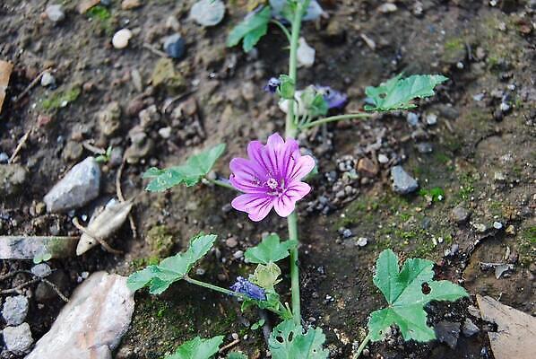 포토 JPG 해외이미지 식물 꽃잎 꽃 잎 사람없음 흙 들꽃 제라늄 해외202310 해외포토 파일형식