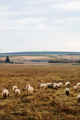 포토 JPG 해외이미지 동물 밭 농업 포유류 자연 초식동물 털 풍경 사람없음 야외 초록색 여름 농장 농경지 마을 가축 흰색 시골 양 양치기 군중 방목 양고기 양모 밭일 양털 해외202310 해외포토 직업 계절 산업 컬러 육류 사람 직물 축산업 생태계 파일형식
