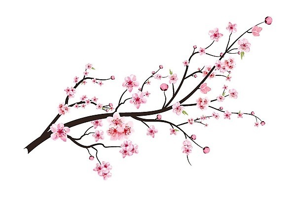 EPS 해외이미지 분홍색 일러스트 봄꽃 사람없음 벚꽃 꽃가지 해외202310 해외일러스트 꽃 컬러 봄 나뭇가지 파일형식 벡터