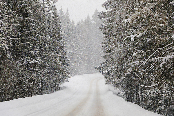 포토 JPG 해외이미지 나무 길 겨울 자연 사람없음 야외 눈 숲 가로수 해외202310 해외포토 자연요소 식물 계절 날씨 생태계 파일형식