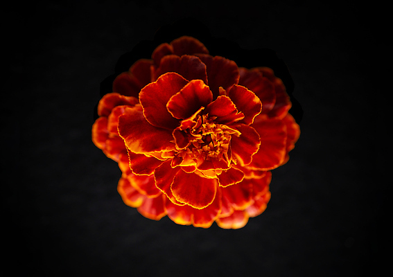 포토 JPG 해외이미지 꽃 사람없음 하이앵글 검은색 화려 해외202310 해외포토 식물 뷰포인트 컬러 컨셉 파일형식