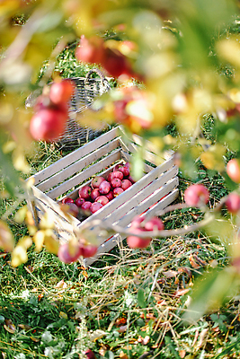 포토 JPG 해외이미지 나무 식물 계절 음식 컬러 백그라운드 잎 농업 다이어트 과일 자연 하늘 건강 사람 사람없음 야외 목재 빨간색 초록색 여름 파란색 농작물 농장 바구니 정원 맑음 수확 성장 가을 나뭇가지 신선 달콤 사과 농부 과수원 수집 먹기 유기농 내추럴 밭일 숙성 맛있는 해외202310 해외포토 직업 웰빙 산업 재료 모션 날씨 맛 생태계 파일형식
