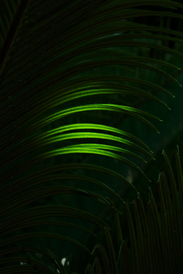 포토 JPG 해외이미지 나무 식물 꽃 컬러 백그라운드 컨셉 잎 패턴 자연 벽지 추상 손바닥 사람없음 초록색 여름 컬러풀 환경 정원 봄 성장 신선 숲 질감 내추럴 해외202310 해외포토 손 계절 무늬 생태계 파일형식