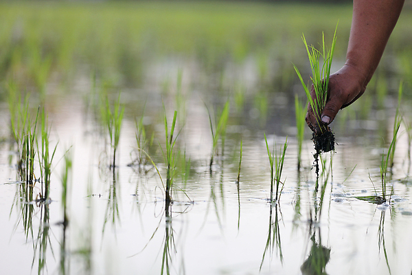 포토 JPG 해외이미지 손 한명 성인 신체부위 새싹 하반신 성장 쌀 농부 모내기 논밭 심기 성인한명만 해외포토 식물 직업 1 밭 농업 모션 곡류 논 사람 성인만 파일형식