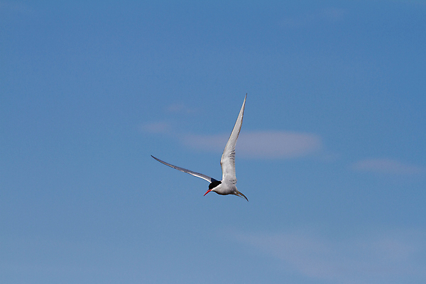 포토 JPG 해외이미지 동물 호수 야생동물 바다 섬 이동 캐나다 날개 자연 갈매기 조류 하늘 사람없음 야외 빨간색 파란색 흰색 작음 북극 깃털 부리 북쪽 철새 내추럴 동물상 해외202310 해외포토 컬러 컨셉 북아메리카 조형물 크기 극지방 방향 생태계 파일형식