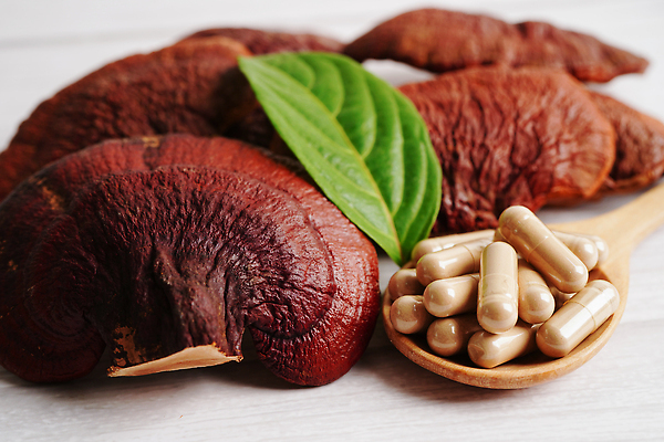 포토 JPG 해외이미지 잎 건강 사람없음 알약 약초 나무숟가락 영지버섯 해외202310 해외포토 식물 약 숟가락 버섯 풀_식물 파일형식