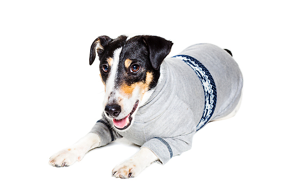 포토 JPG 해외이미지 동물 응시 옷 백그라운드 포유류 실내 사람없음 빨간색 반려동물 뷰티 갈색 카메라 회색 흰색 개 매끈함 테리어 사냥 여우 철사 송곳니 고립 기르기 옛날 유래 특별함 순종 순혈 해외202310 해외포토 시선 컬러 컨셉 내부 전자제품 감각 치아 왕 돌봄 파일형식